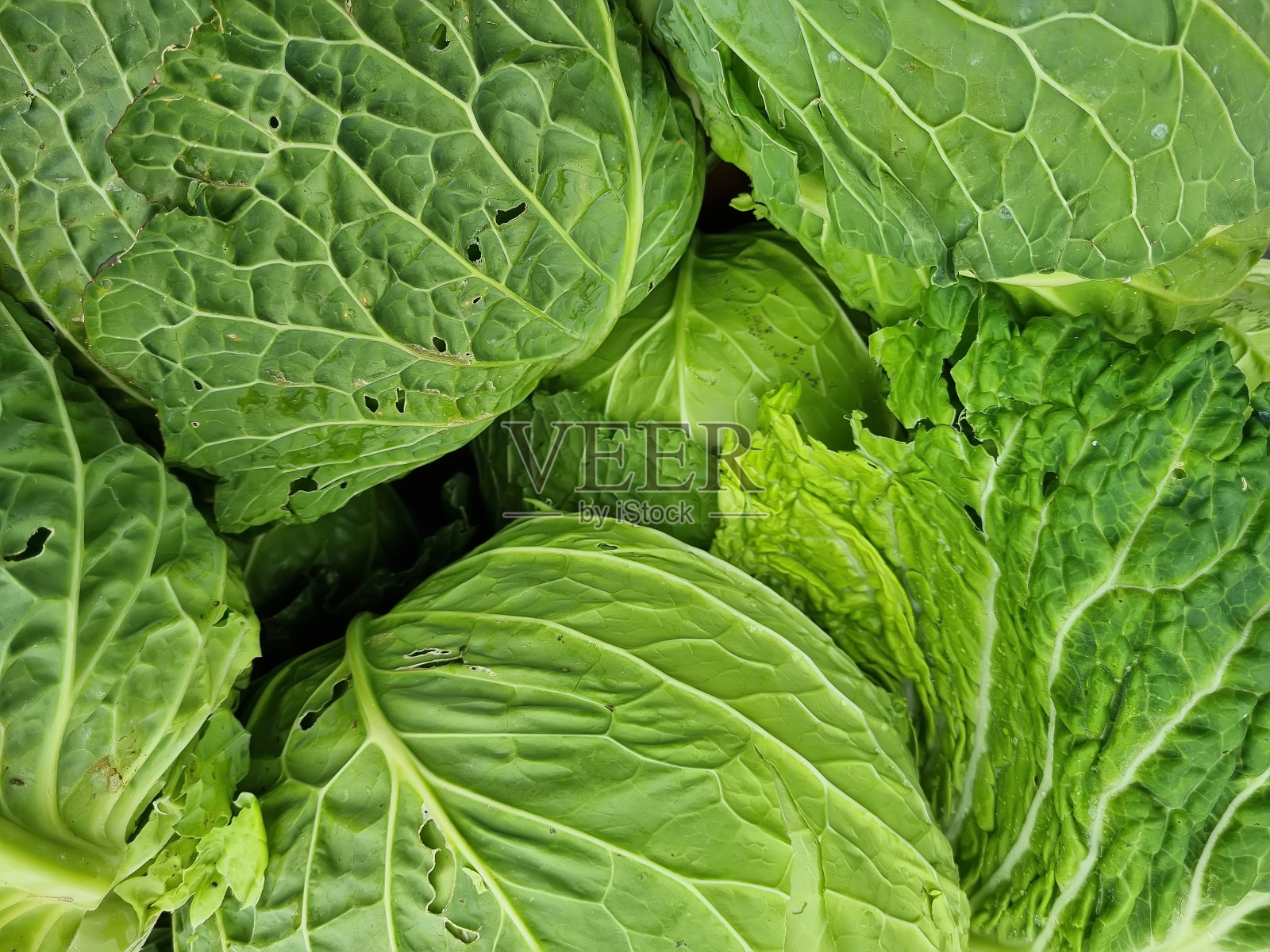 背景与大白菜田。在农场或温室中成熟的收成。照片摄影图片