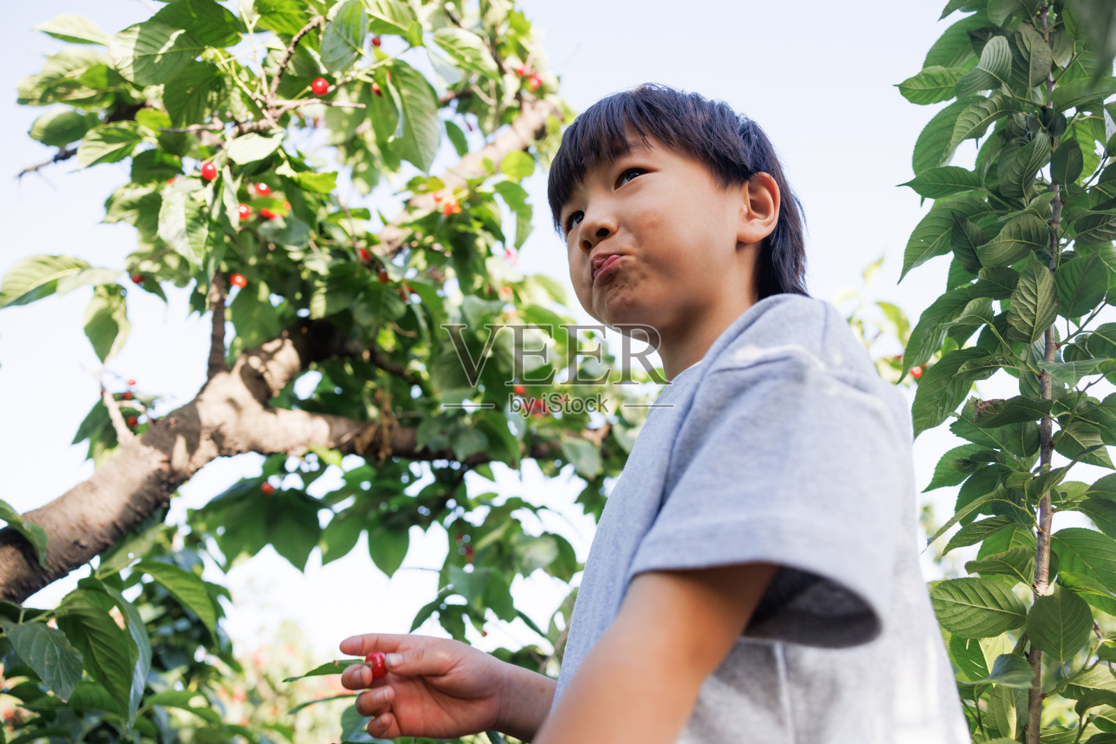 樱桃园里快乐的男孩照片摄影图片