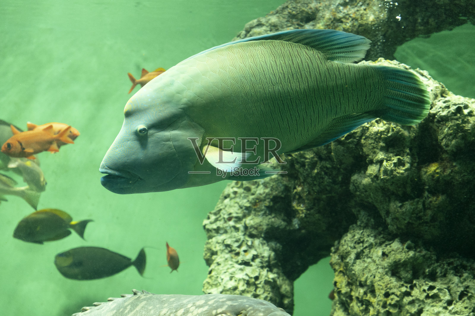 拿破仑鱼照片摄影图片