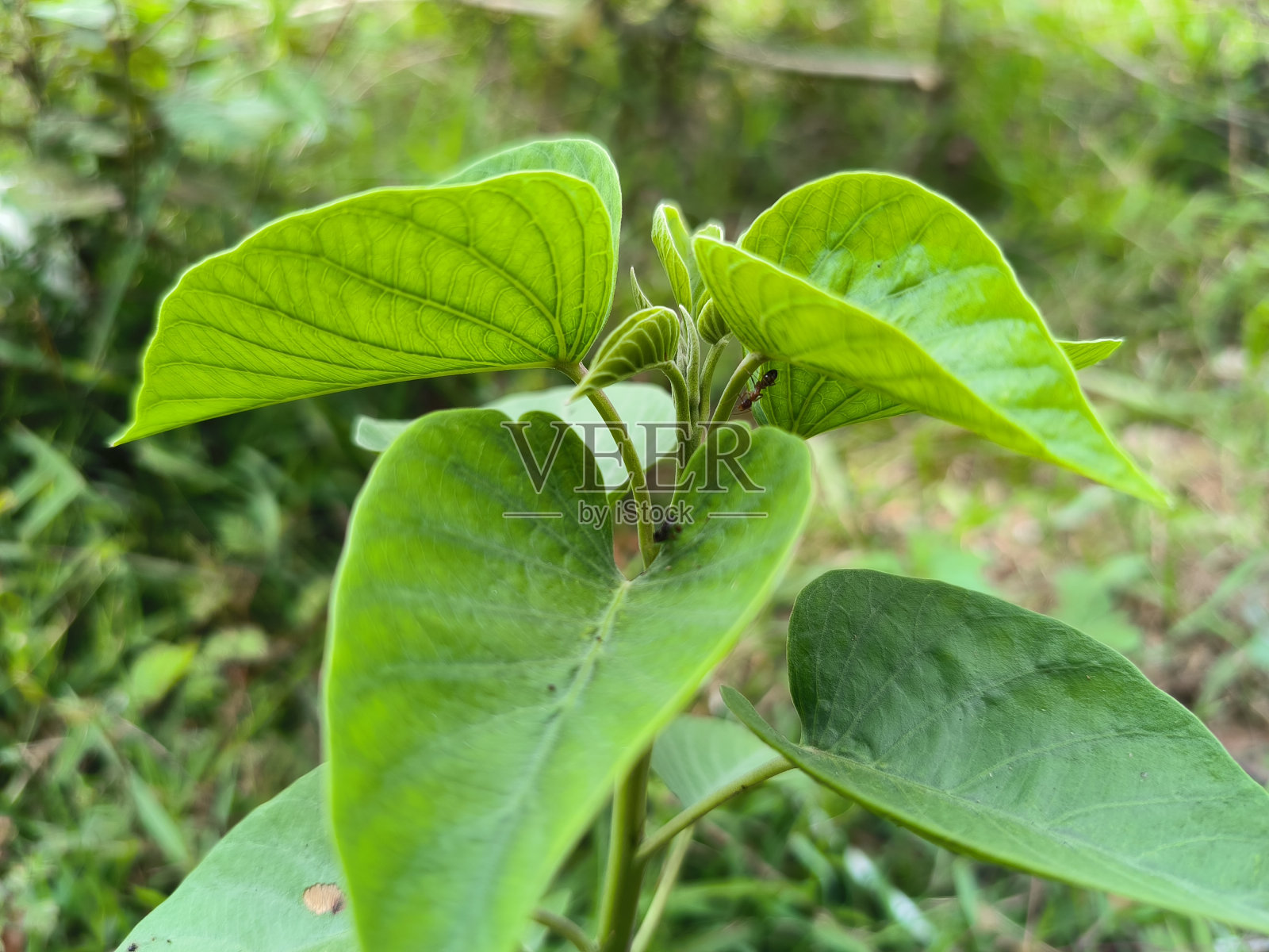 土壤中的绿色植物，特写照片摄影图片