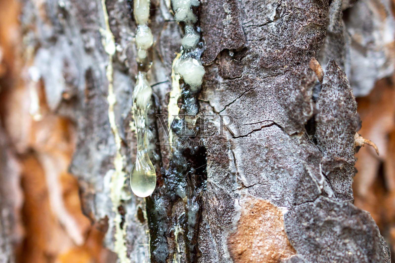 松木上的一滴新鲜树脂照片摄影图片