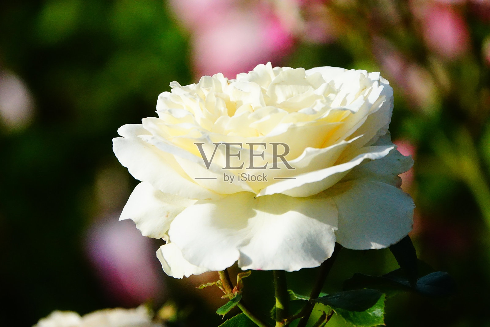 2018年6月9日，纽约bg佩吉·洛克菲勒玫瑰园照片摄影图片