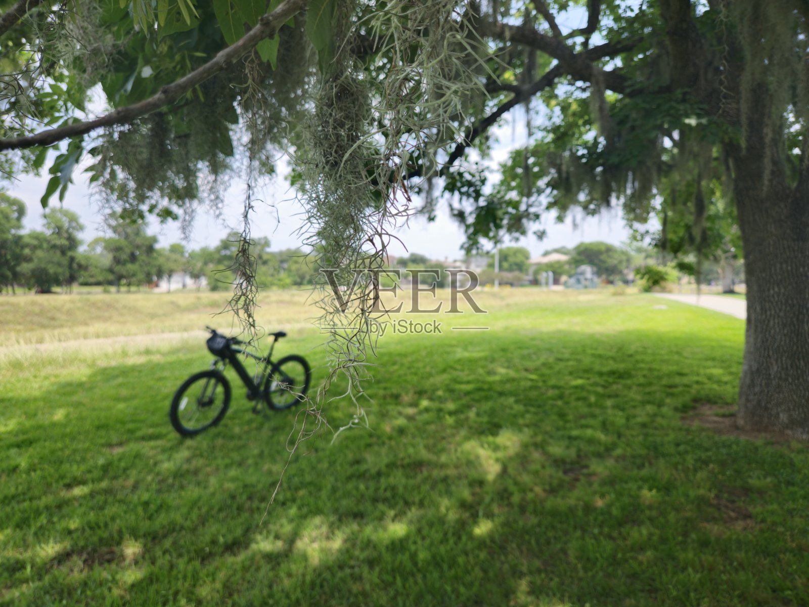 坐在树下的电动自行车照片摄影图片
