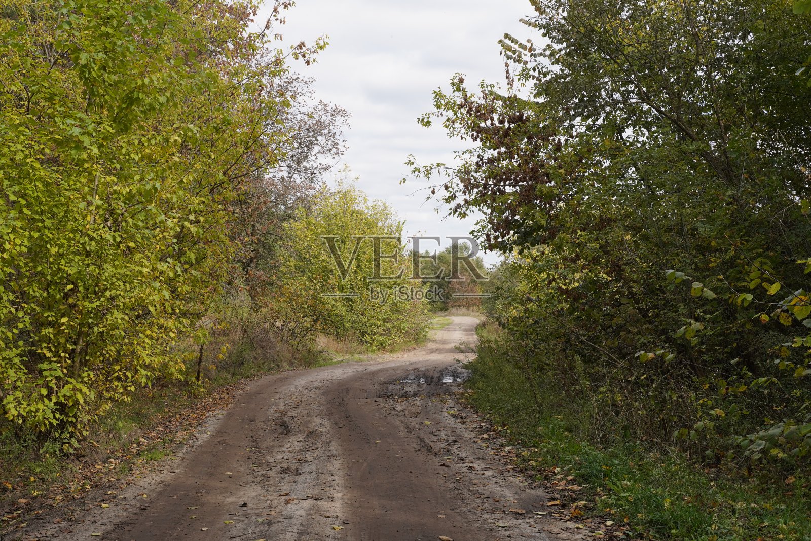 秋天的一条乡间小路，树林之间有水坑和泥泞。照片摄影图片