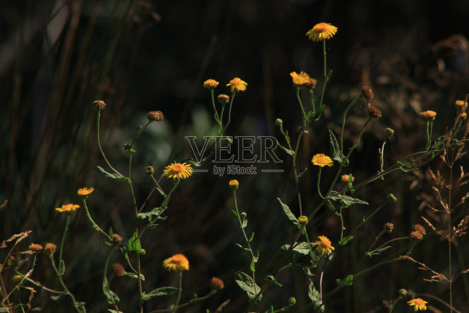 植物区系照片摄影图片