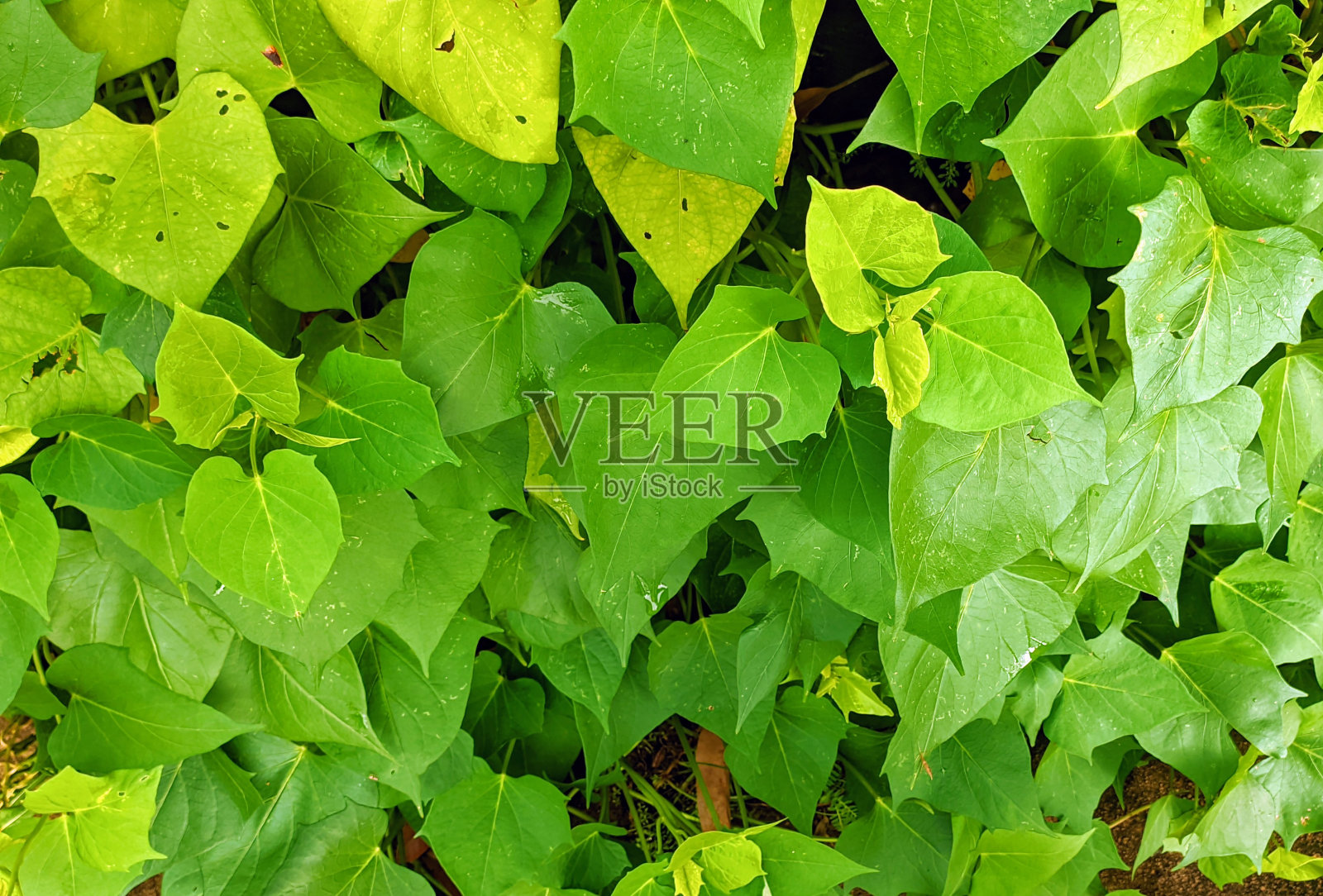 甘薯植物照片摄影图片