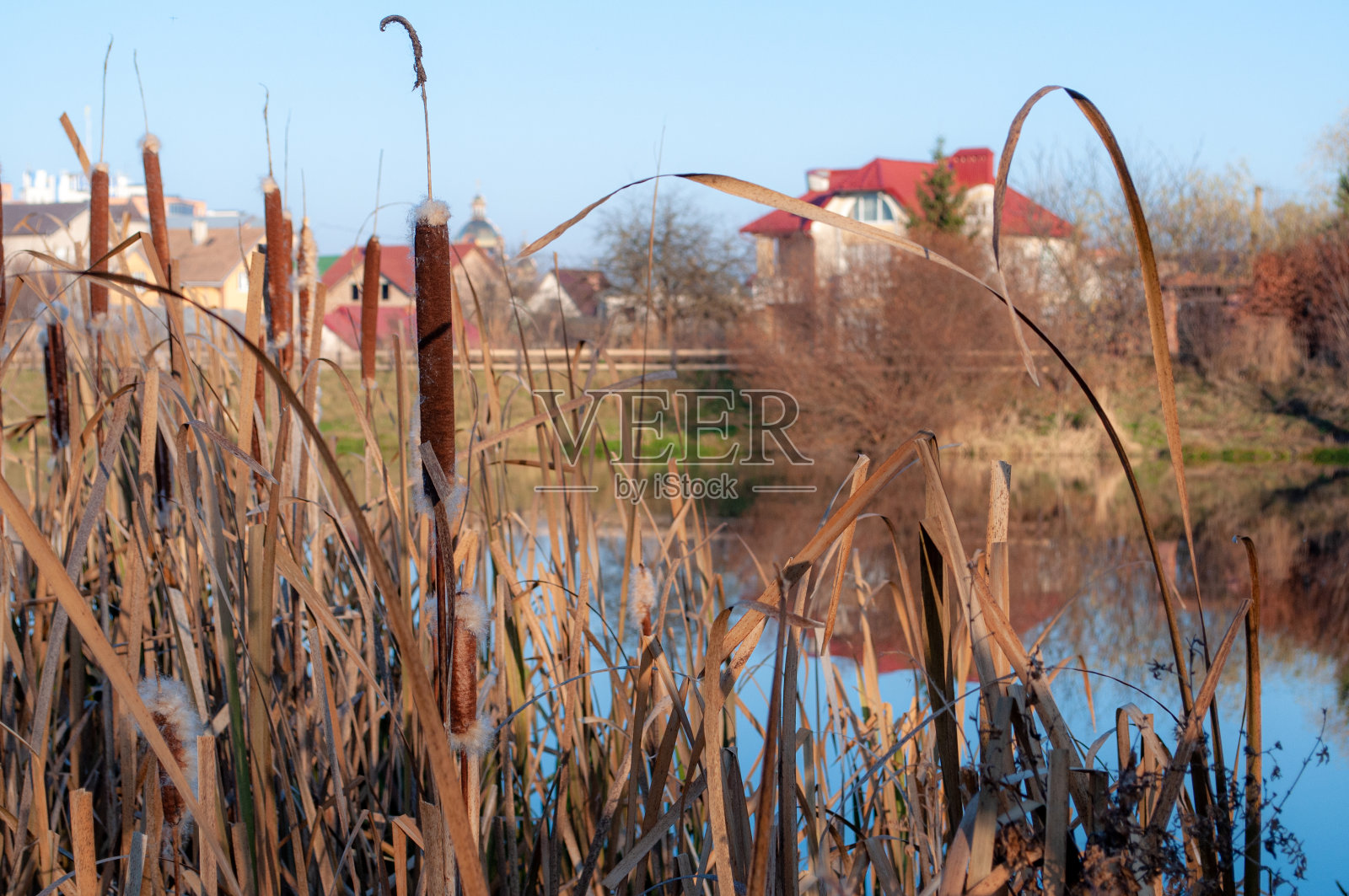 城市背景下湖边的狗照片摄影图片