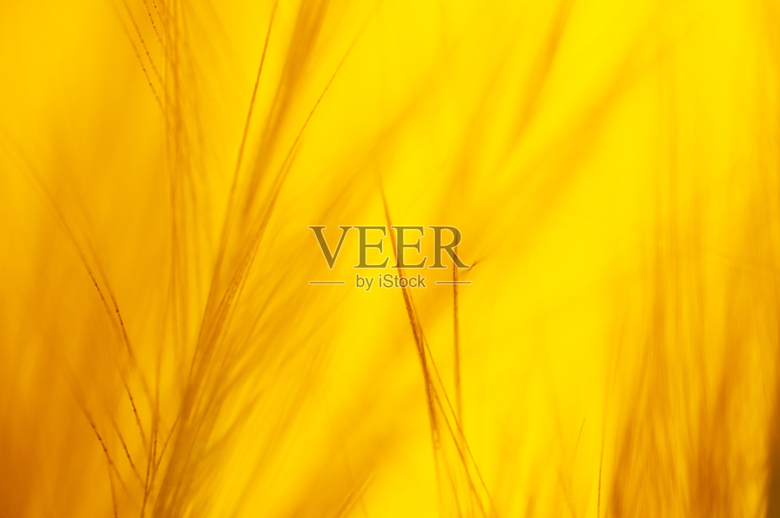 抽象模糊黄色背景，小草照片摄影图片