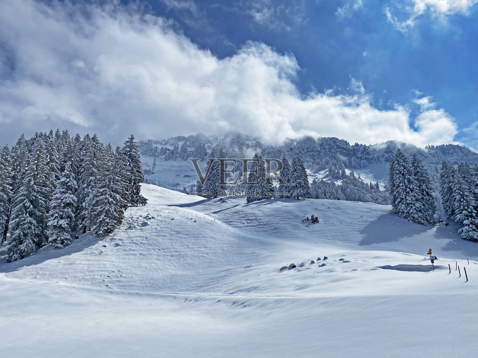 瑞士奈斯劳，奥伯托根堡高山山谷和瑞士阿尔卑斯山脉春季降雪后，典型的冬季气氛中，风景如画的高山树木树冠。照片摄影图片