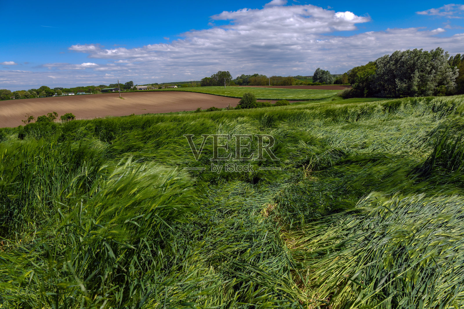 秋天的大麦照片摄影图片