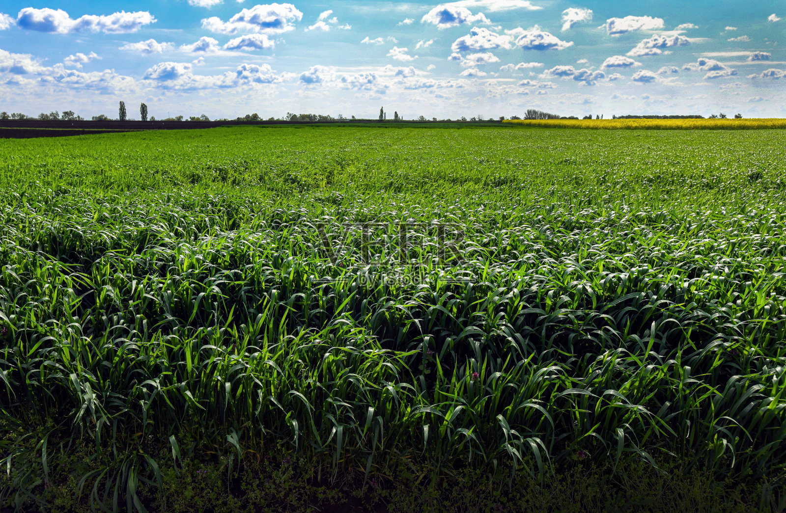 春天的秋大麦照片摄影图片