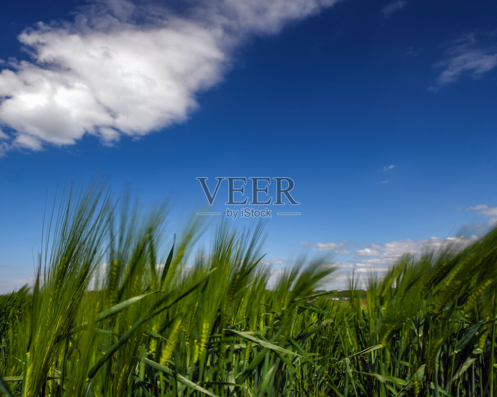 秋天的大麦照片摄影图片