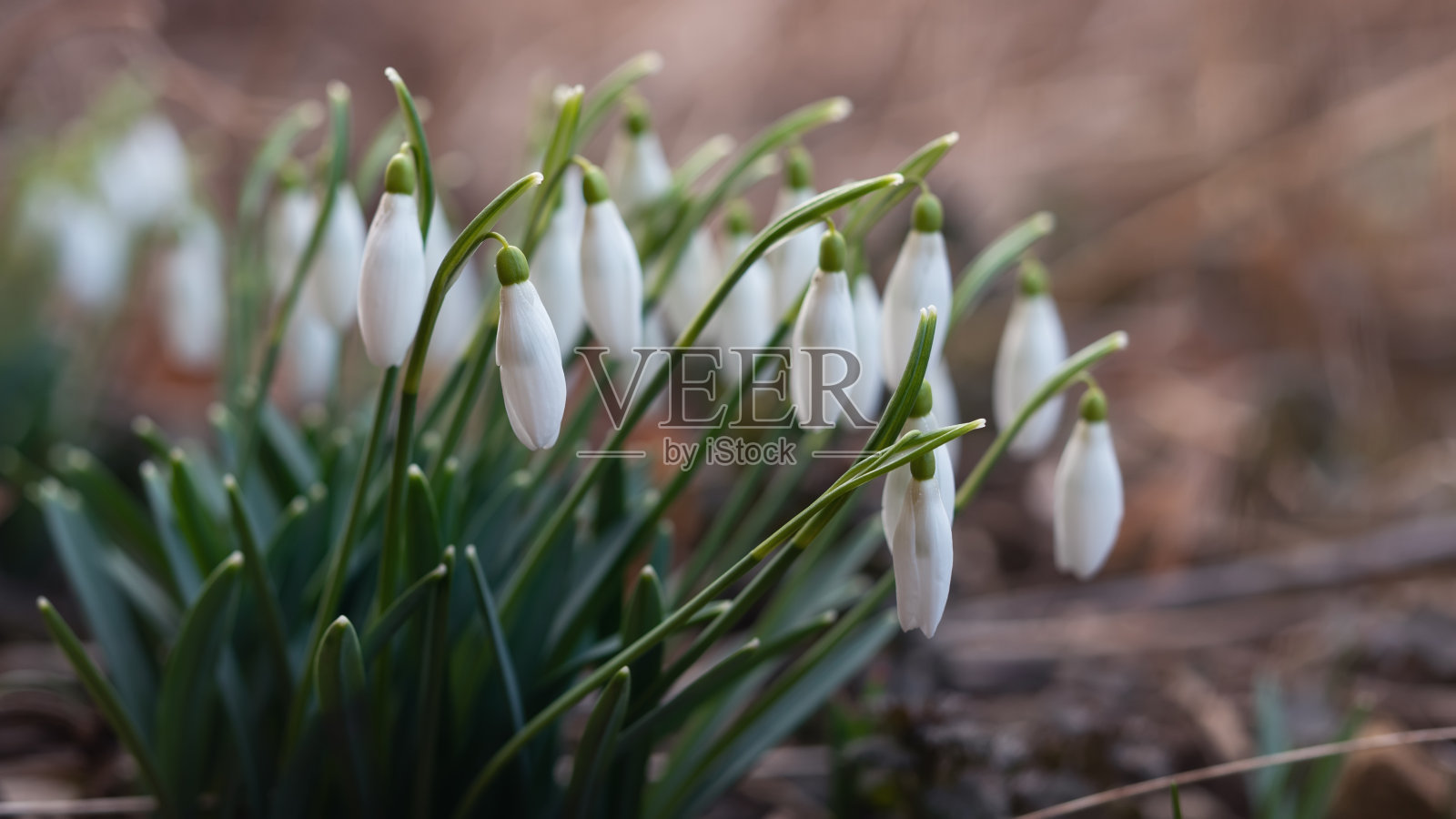 春天花园的雪花莲花照片摄影图片