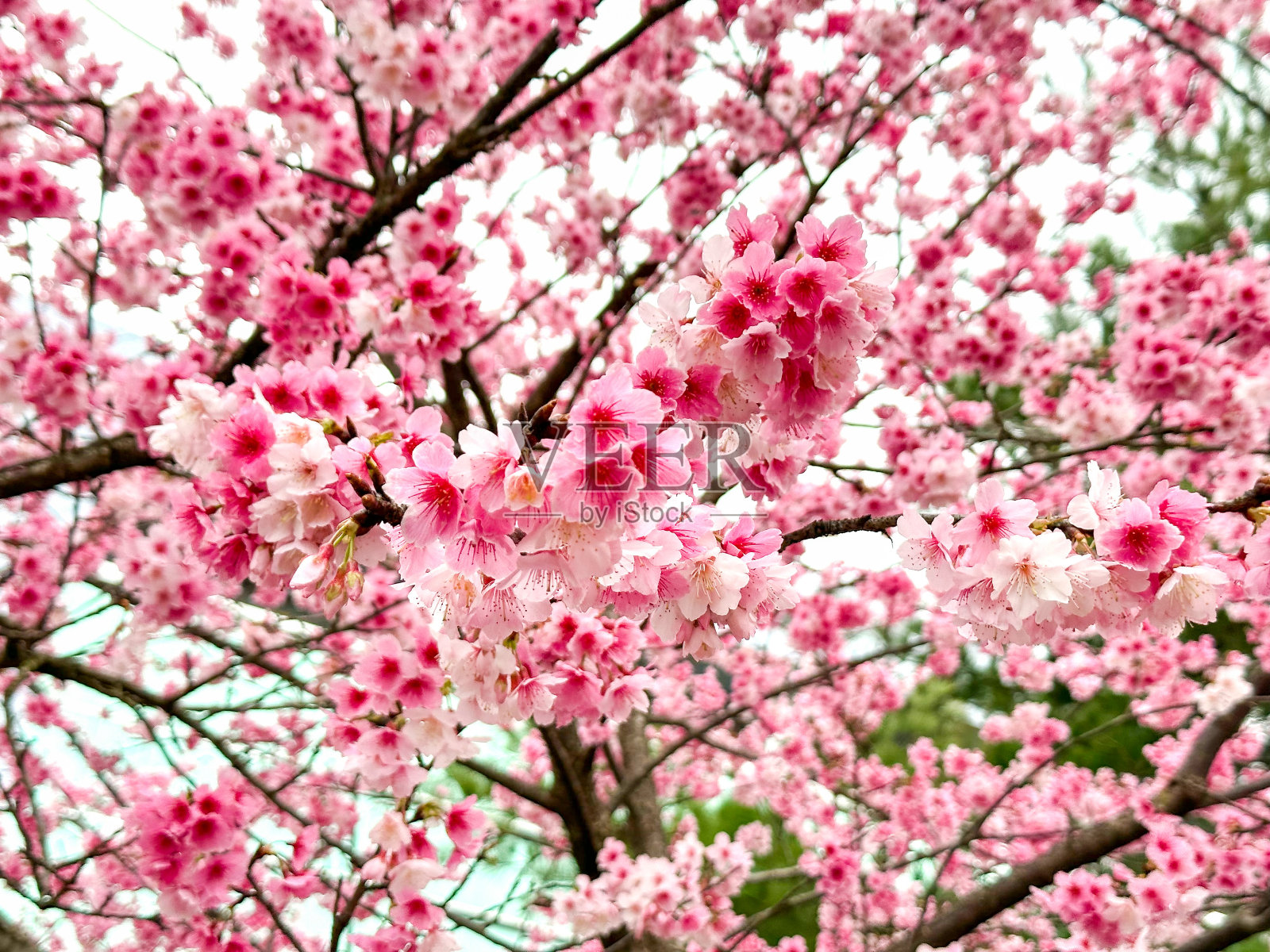 冬天美丽的樱花照片摄影图片