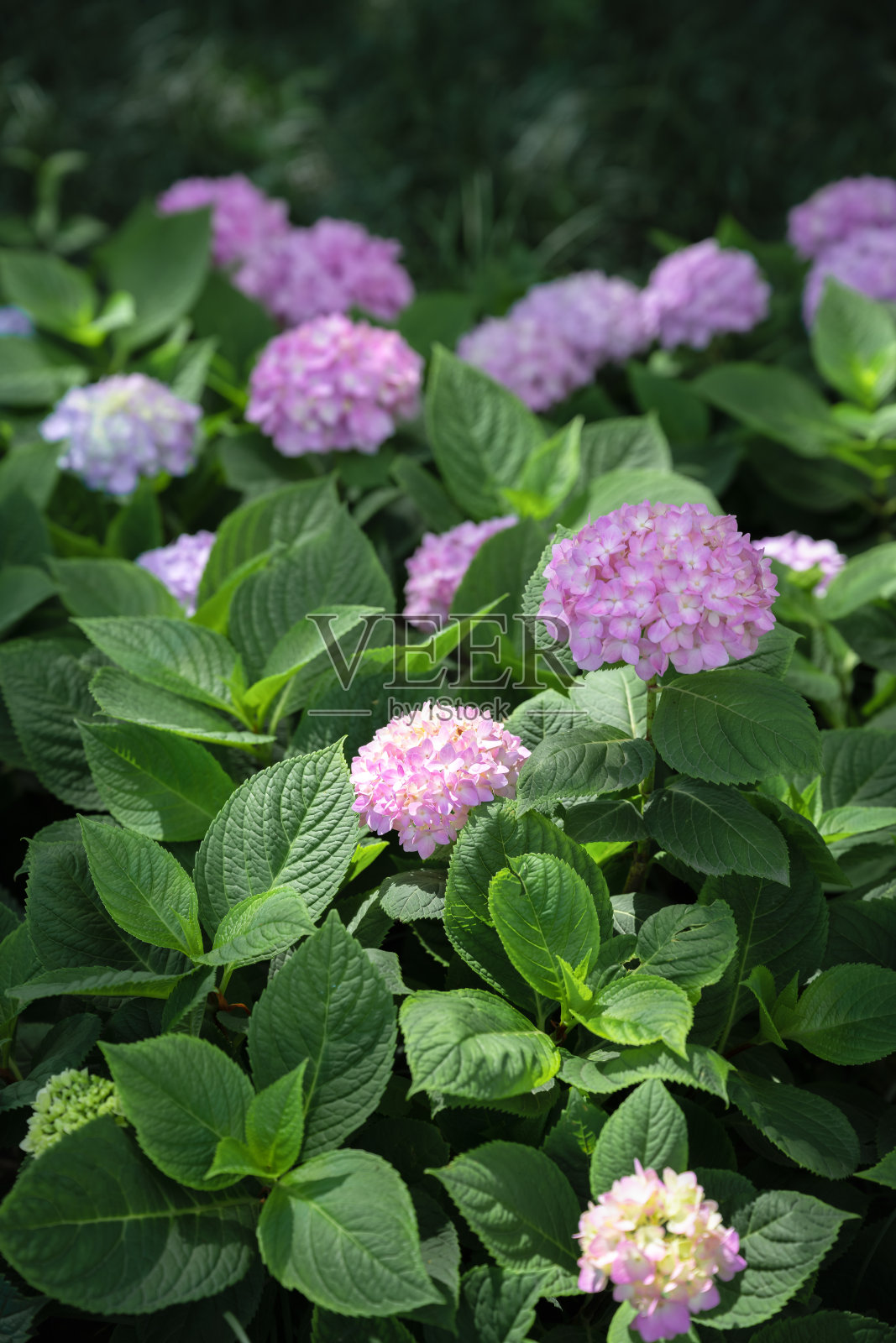 绣球花照片摄影图片