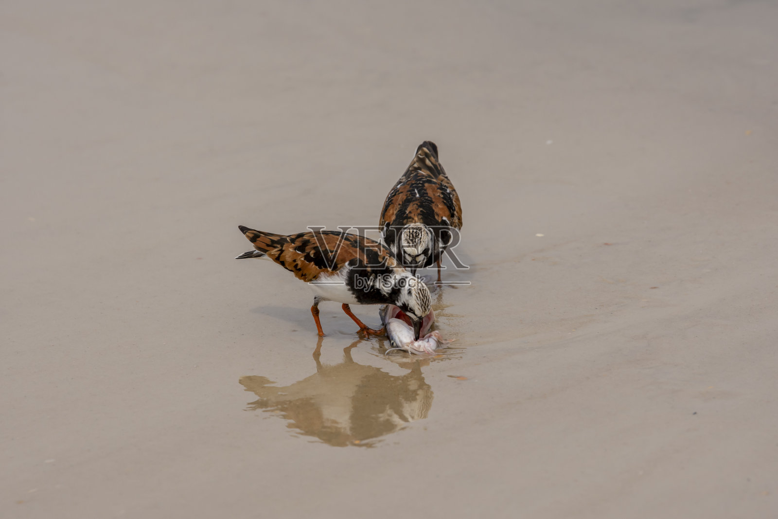 Pair of Ruddy Turnstones pecking at hardhead catfish on beach surf line照片摄影图片