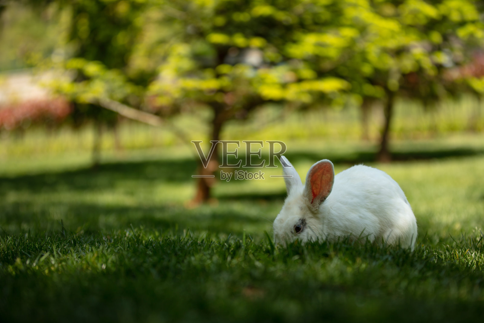 小白兔坐在森林里的草地上。照片摄影图片