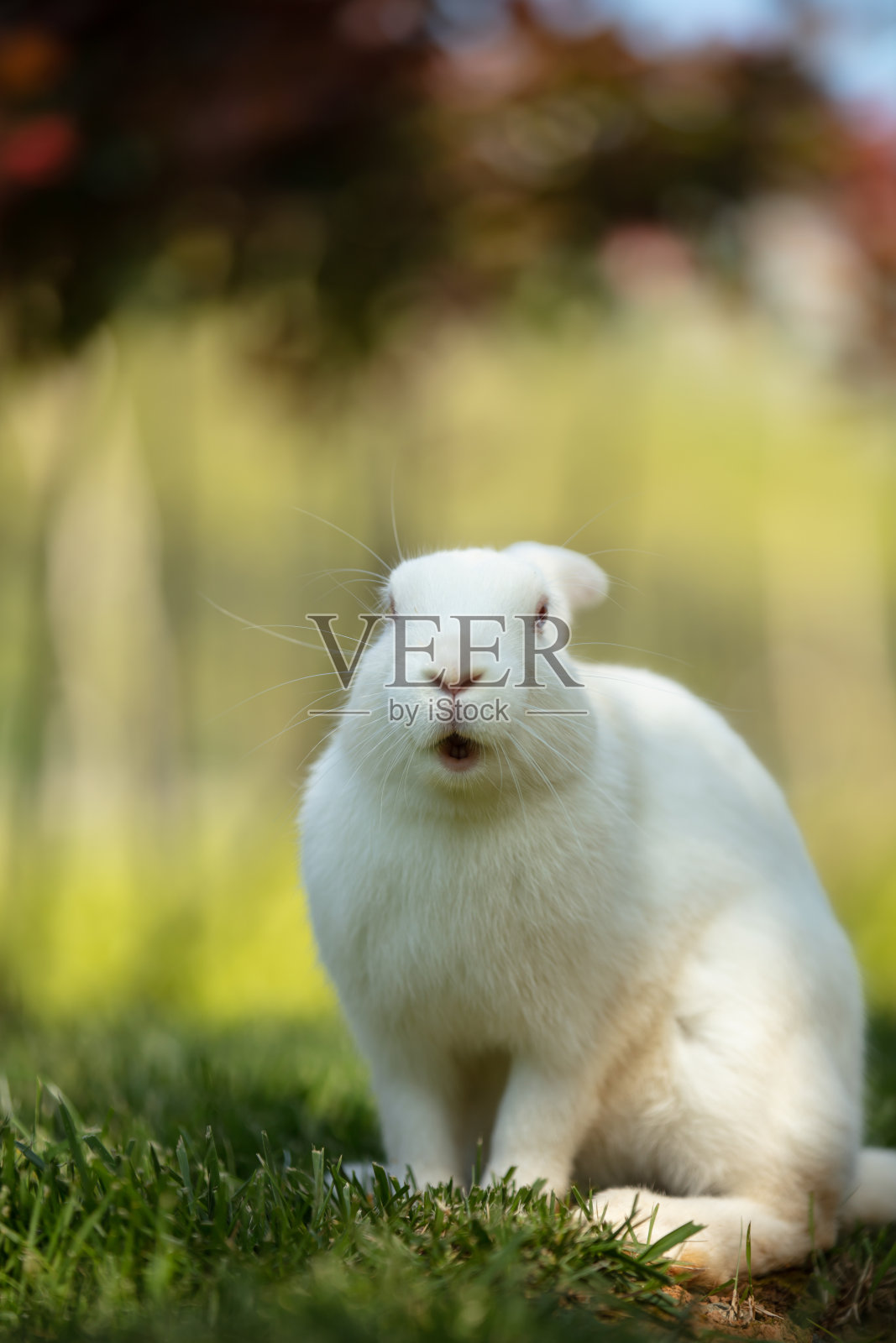 White rabbit is sitting on the grass in forest.照片摄影图片