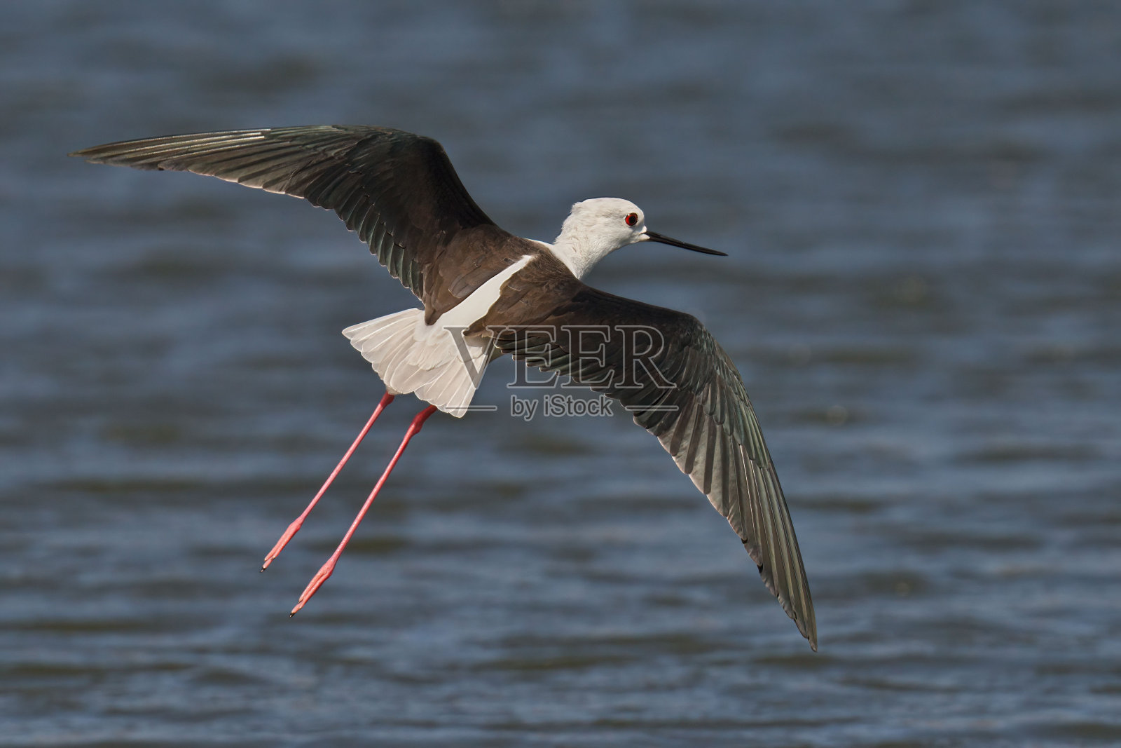 Black-winged stilt in flight above a tranquil body of water.照片摄影图片