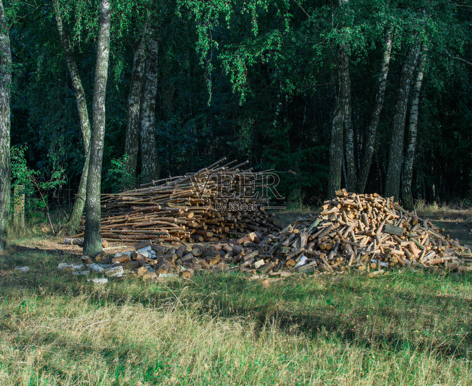 森林里堆放着一堆木头、干树枝和灌木照片摄影图片