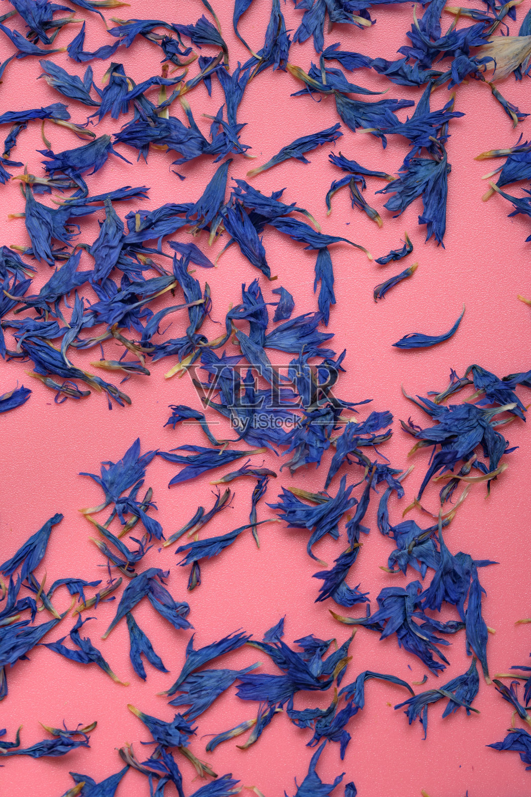 Blue cornflower flowers on a pink background照片摄影图片