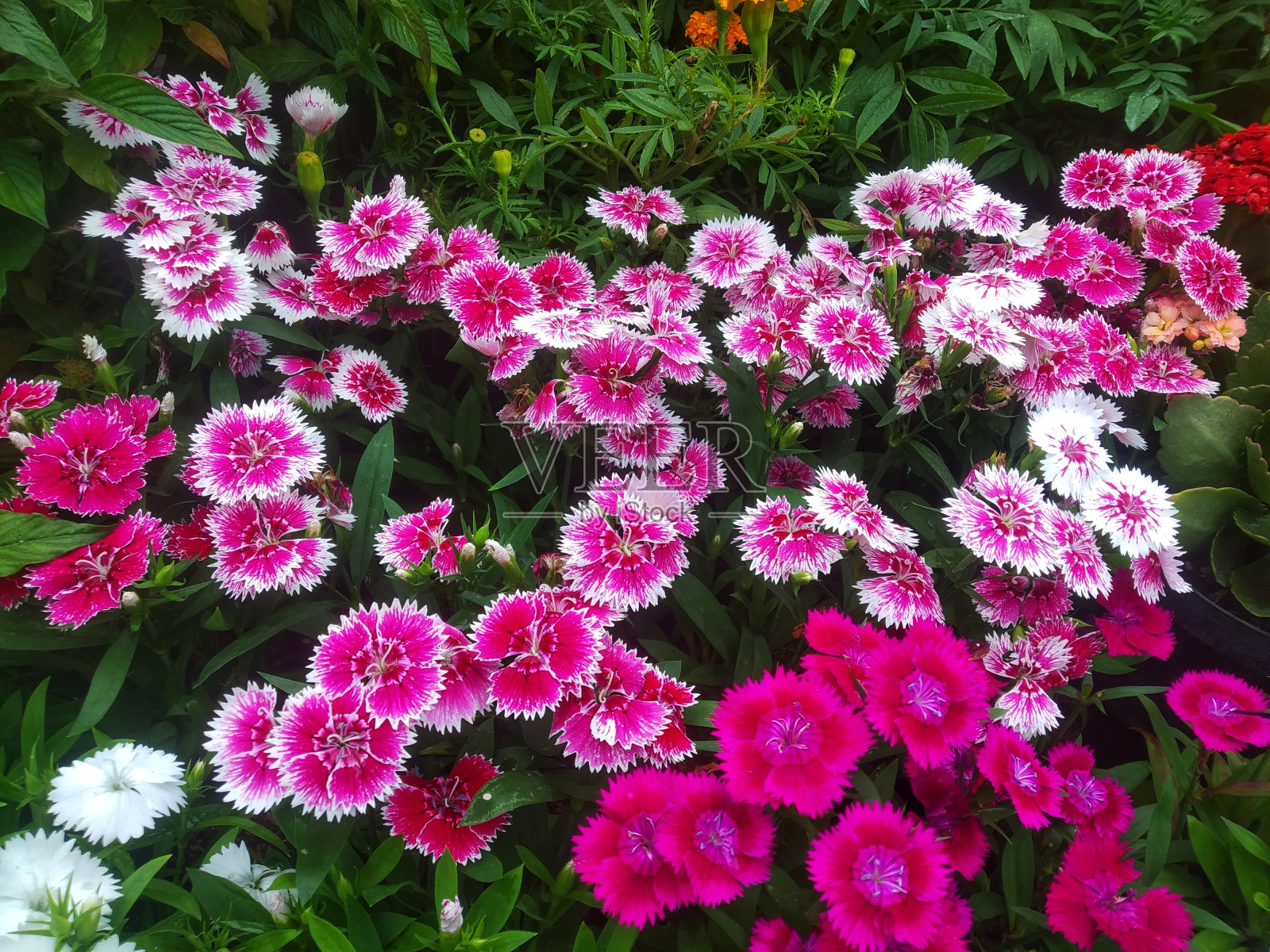 花照片摄影图片