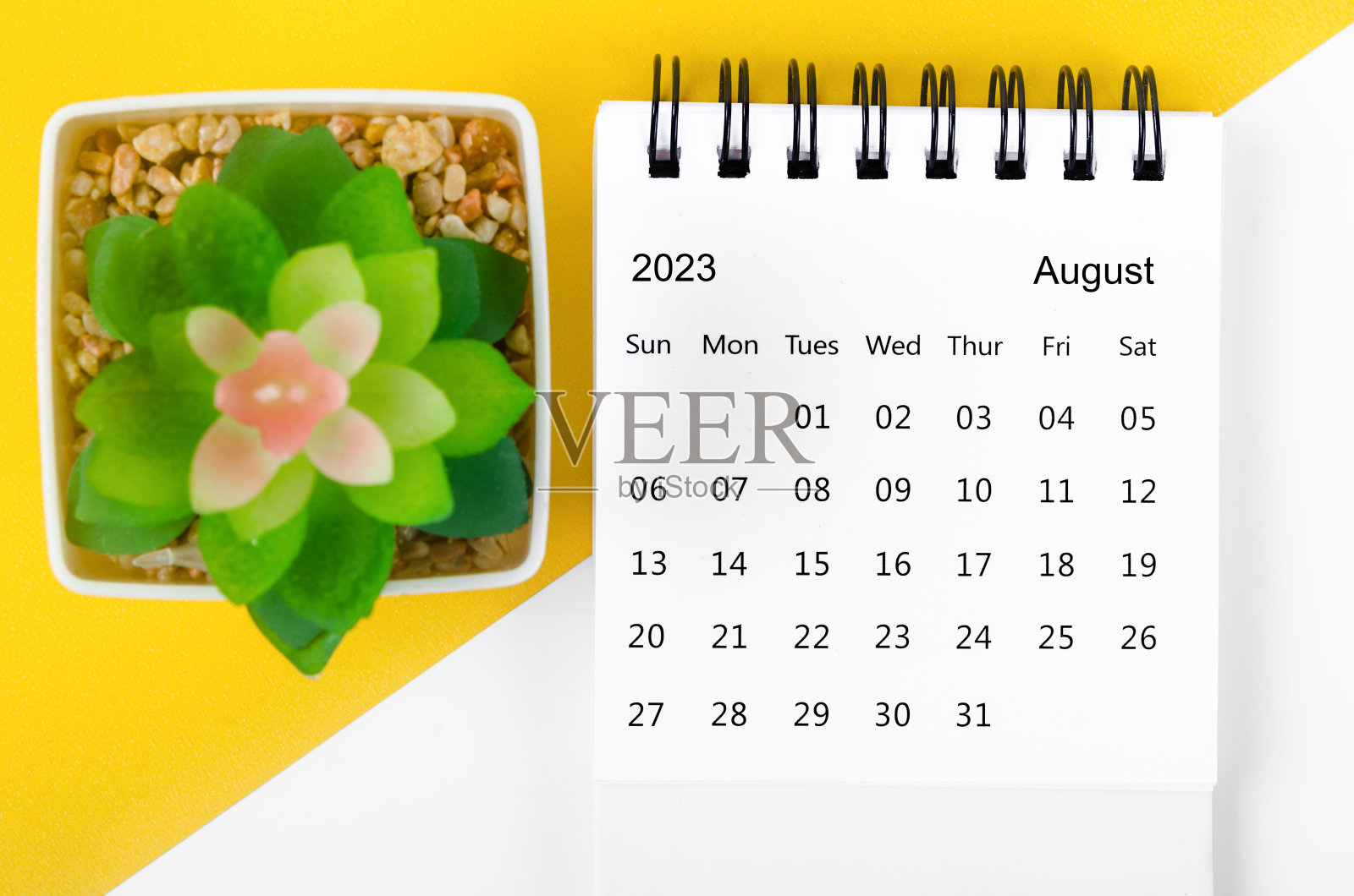 The August 2023 Monthly desk calendar for 2023 year with small tree on yellow background.照片摄影图片