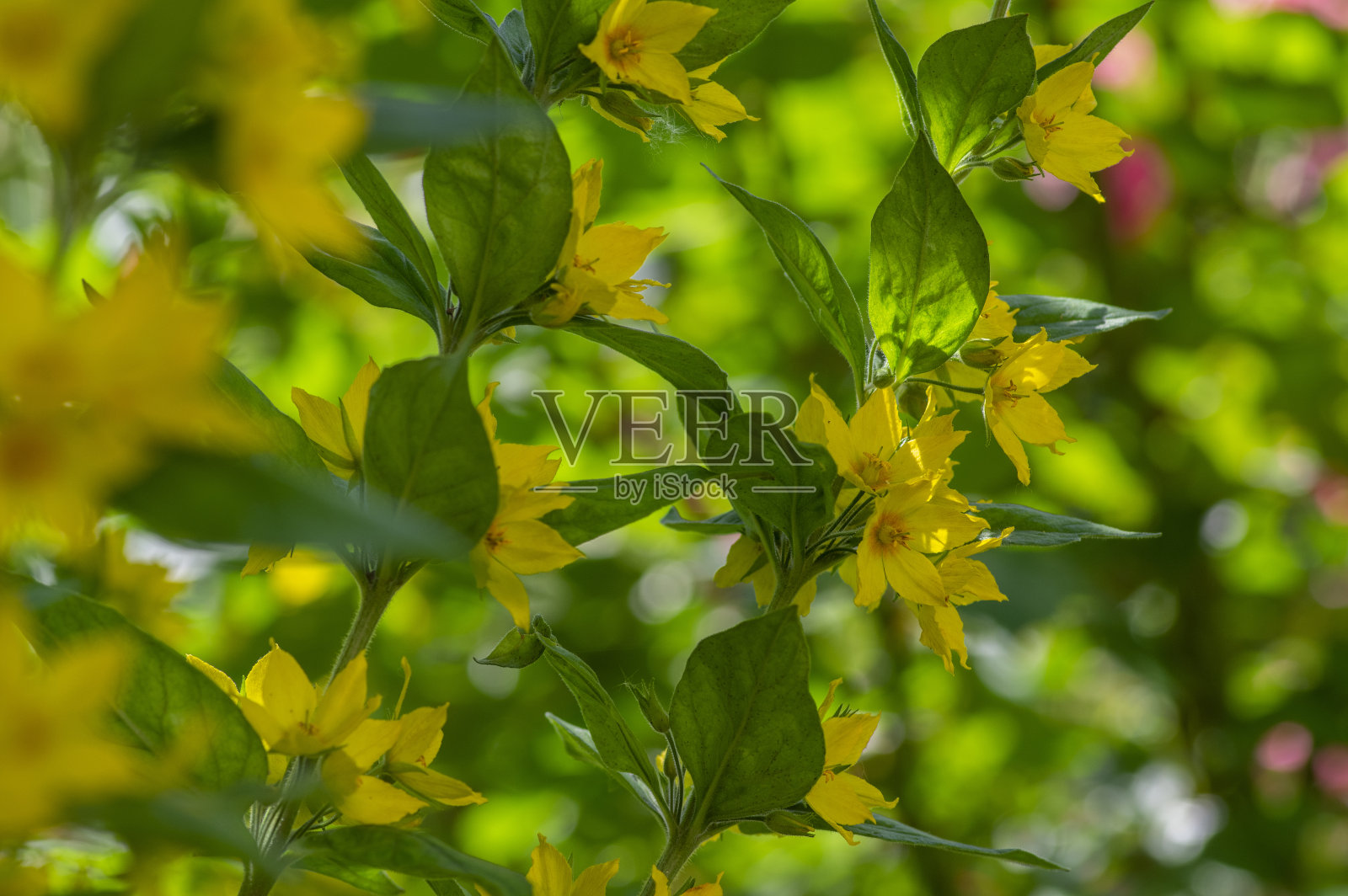 点状开花的黄花点状植物，开着美丽的小野花照片摄影图片