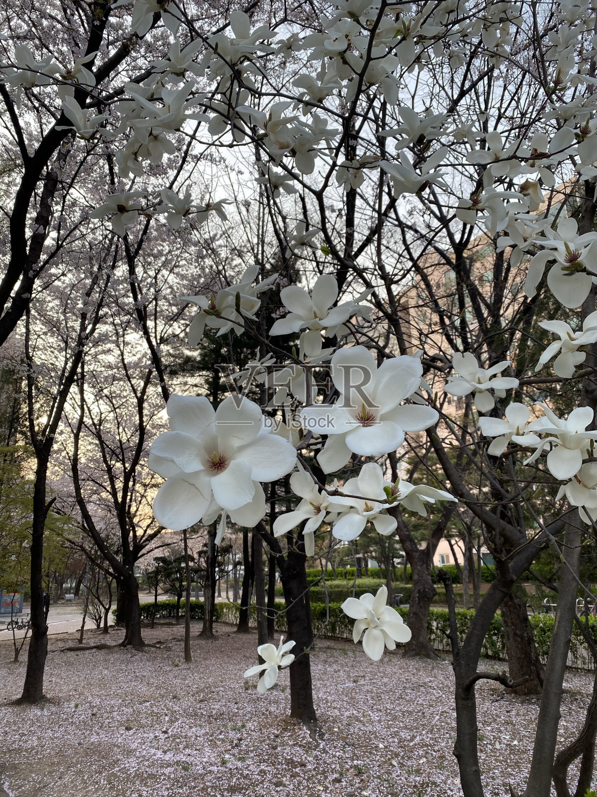 韩国首尔的鲜花照片摄影图片
