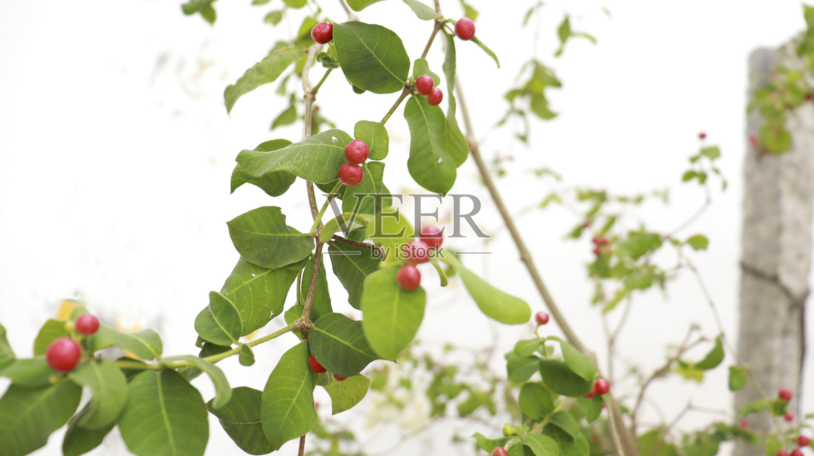 这种植物上的红色小果实很漂亮照片摄影图片