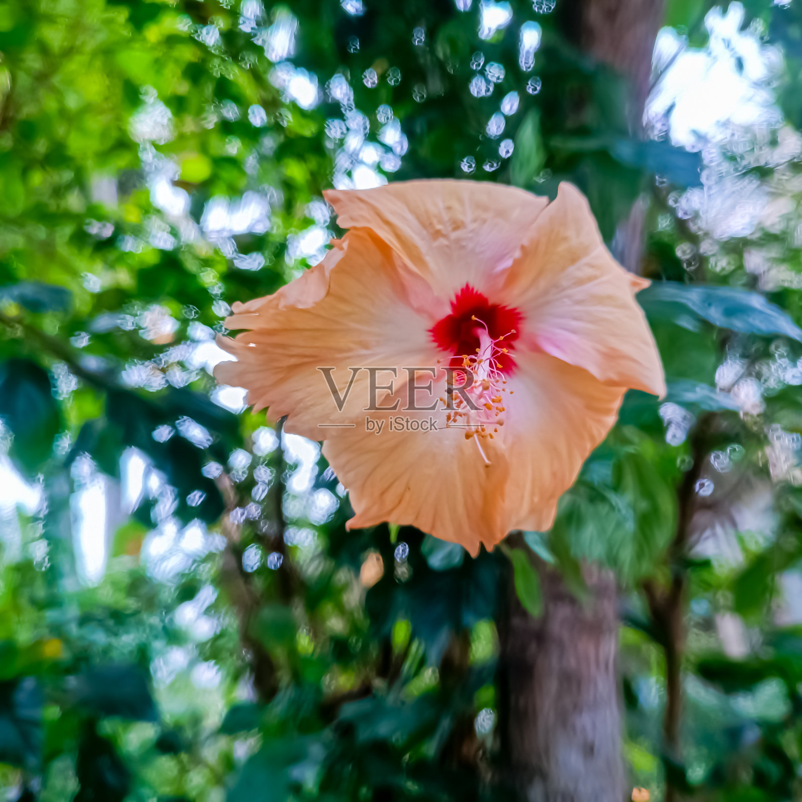 芙蓉花照片摄影图片