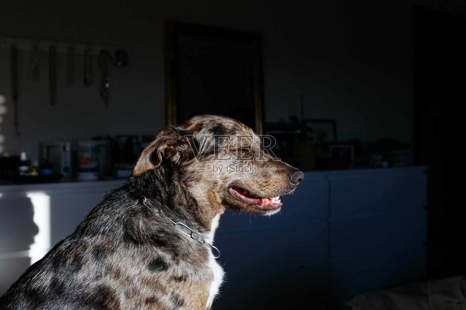 一只狗闭着眼睛坐在床上照片摄影图片