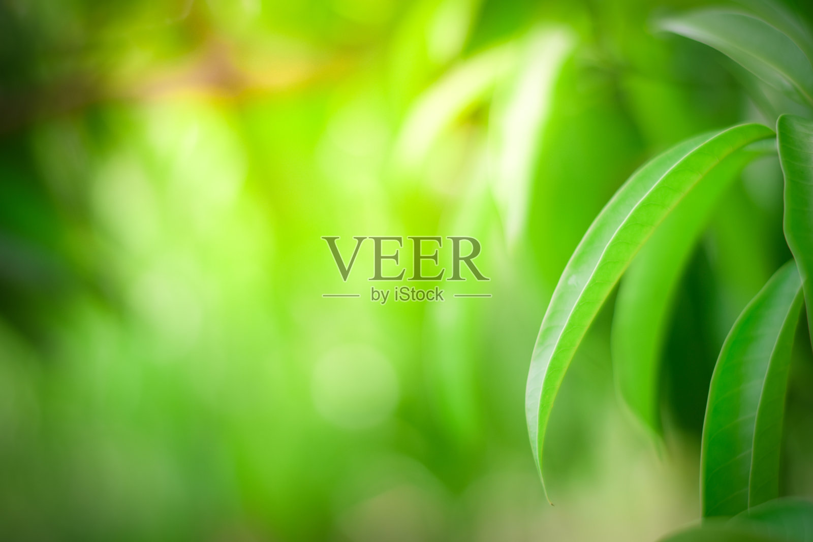 绿色自然背景。生态系统的春夏背景概念照片摄影图片