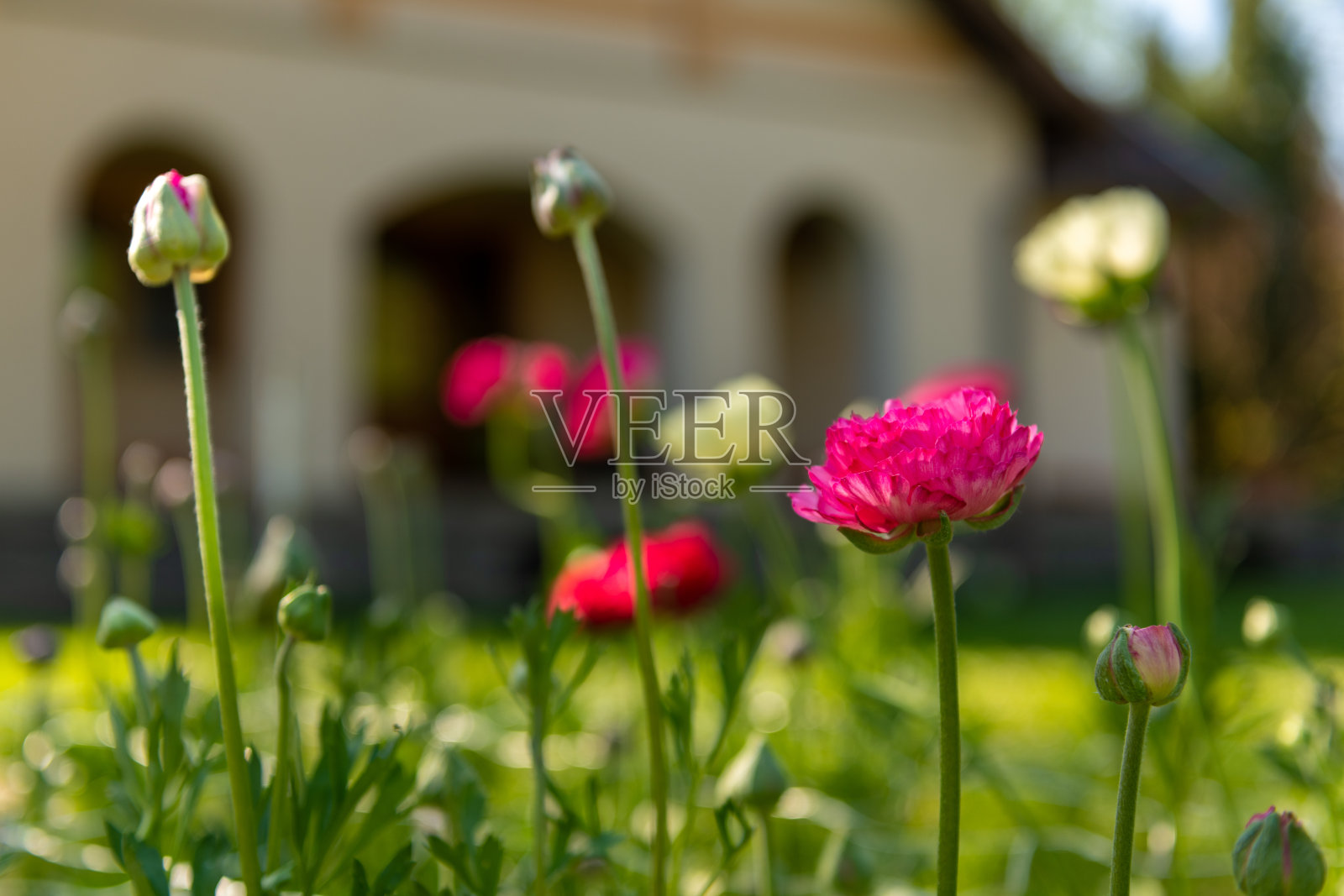 毛茛花背景。花园床上满是美丽的单朵波斯毛茛，亚洲毛茛。春天的花。毛茛花田。剪花剪花园。照片摄影图片