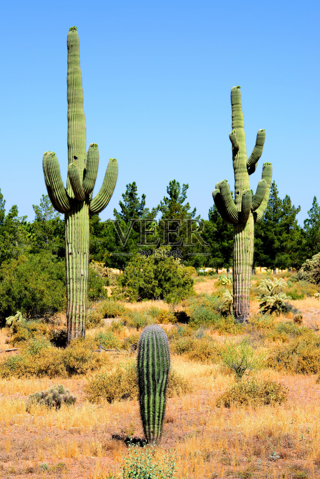 老萨瓜罗仙人掌索诺拉沙漠亚利桑那州照片摄影图片