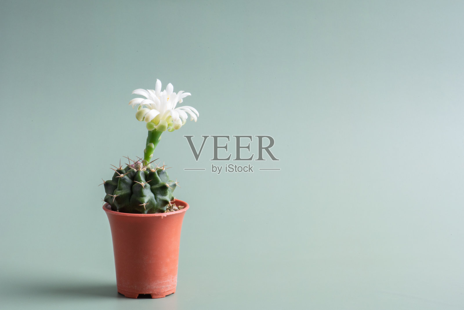 近距离观察仙人掌盛开的花朵照片摄影图片