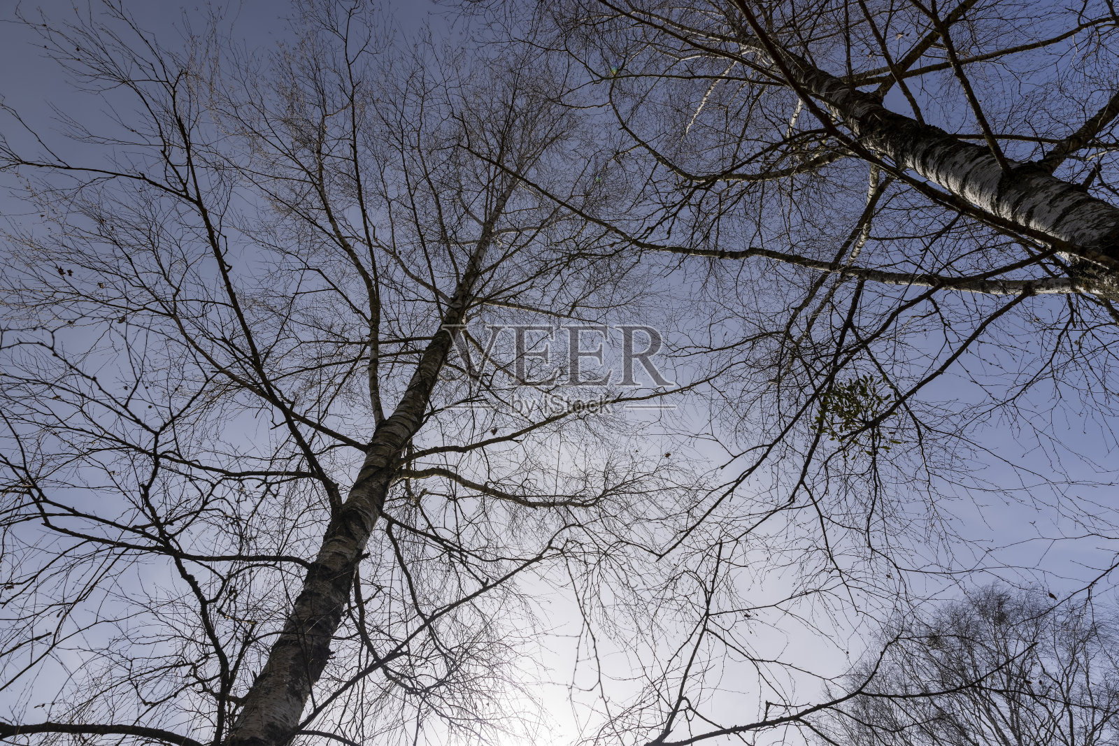 春天阳光明媚的天气里，公园里的桦树枝头照片摄影图片