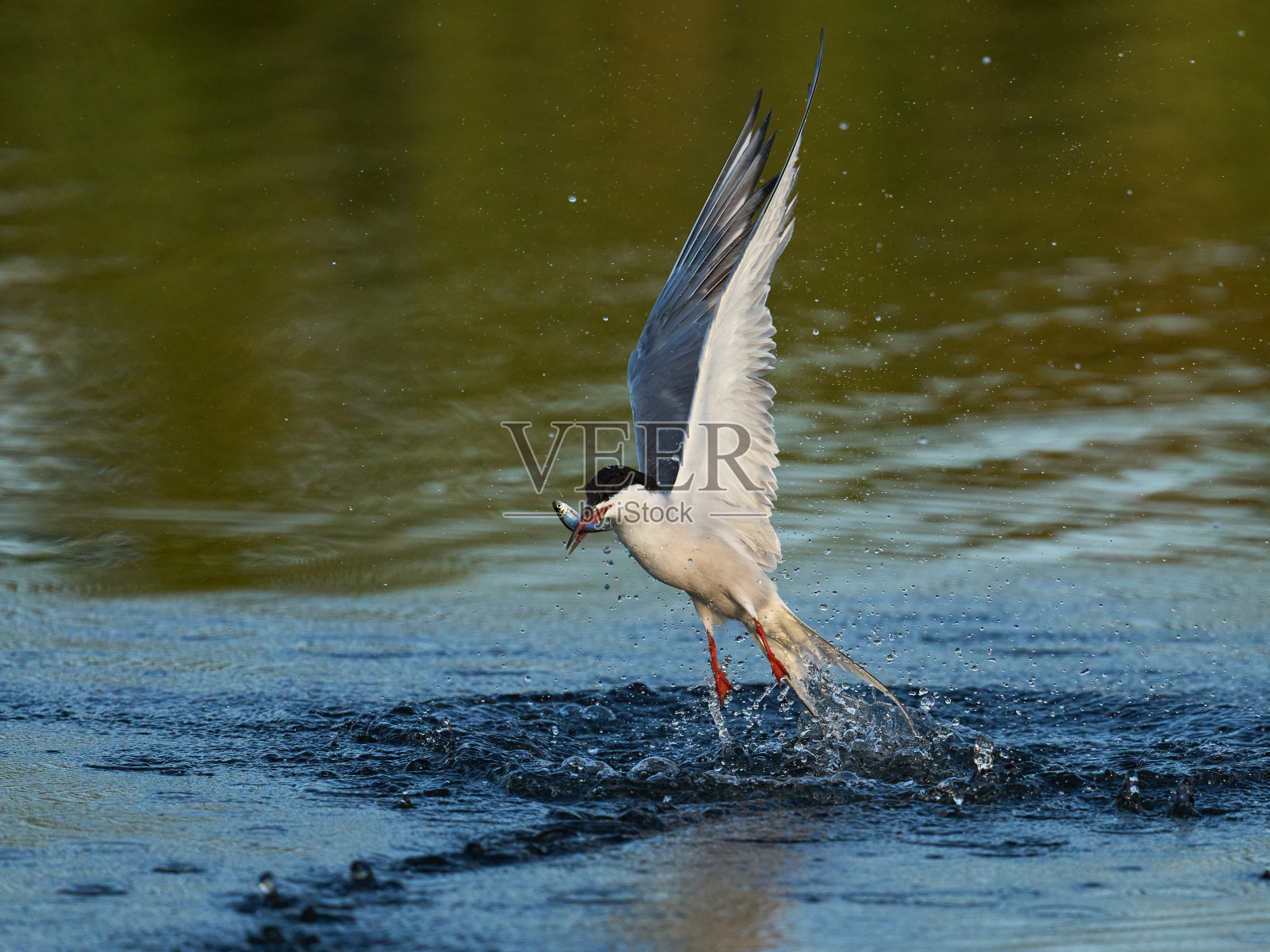 常用名词(Sterna hirundo)照片摄影图片