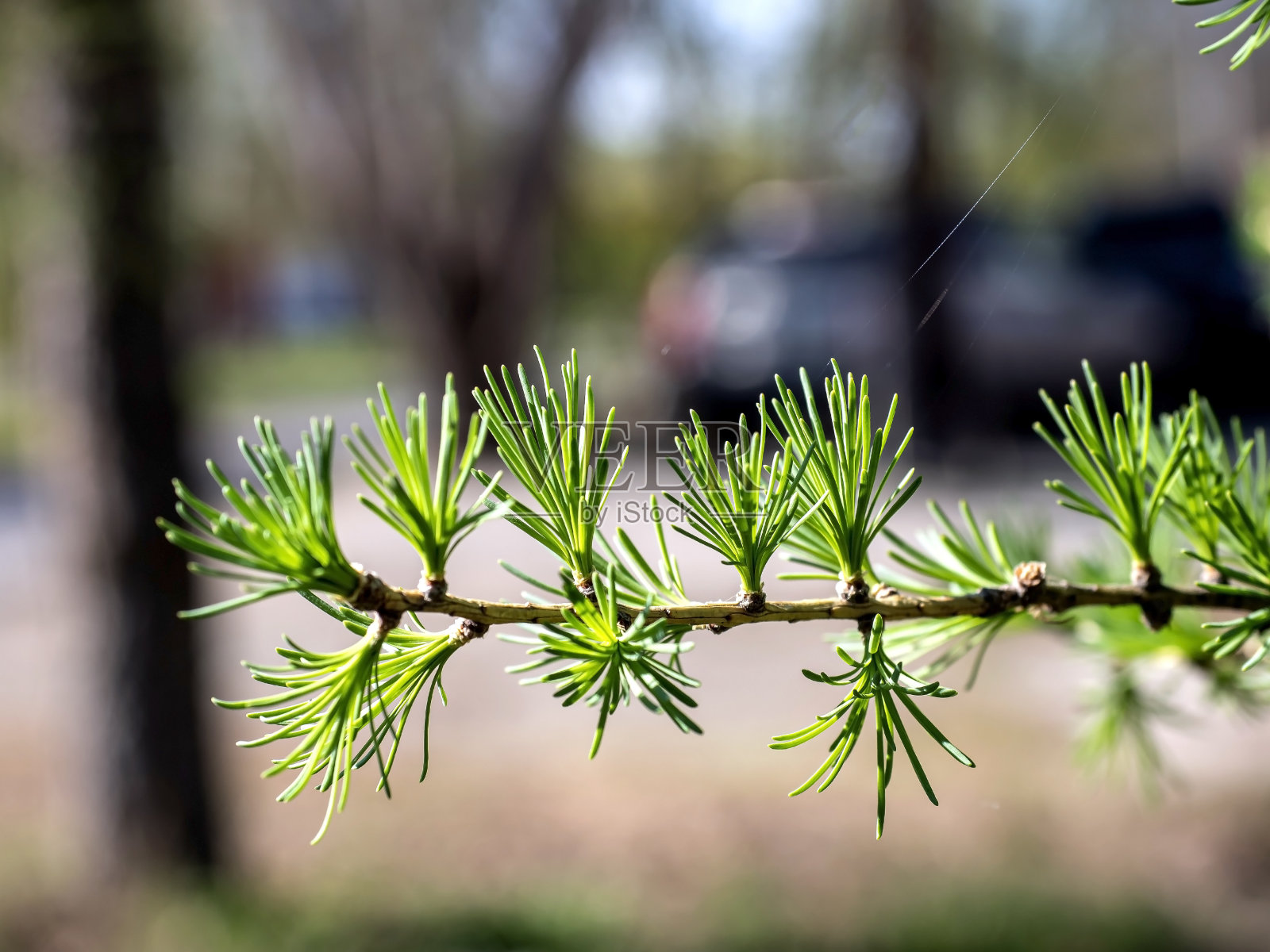 落叶松的枝上有亮绿色的春针照片摄影图片