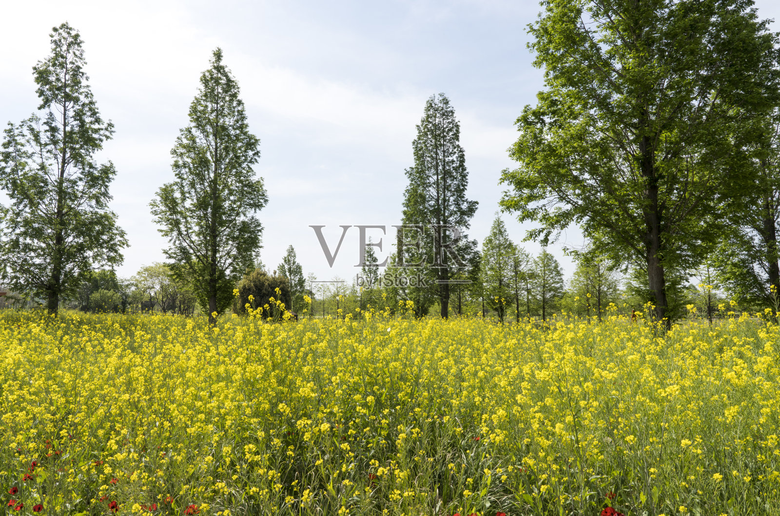 油菜花在森林里开照片摄影图片