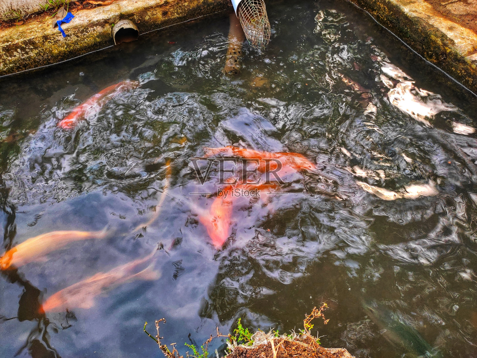 池塘里满是观赏鱼照片摄影图片