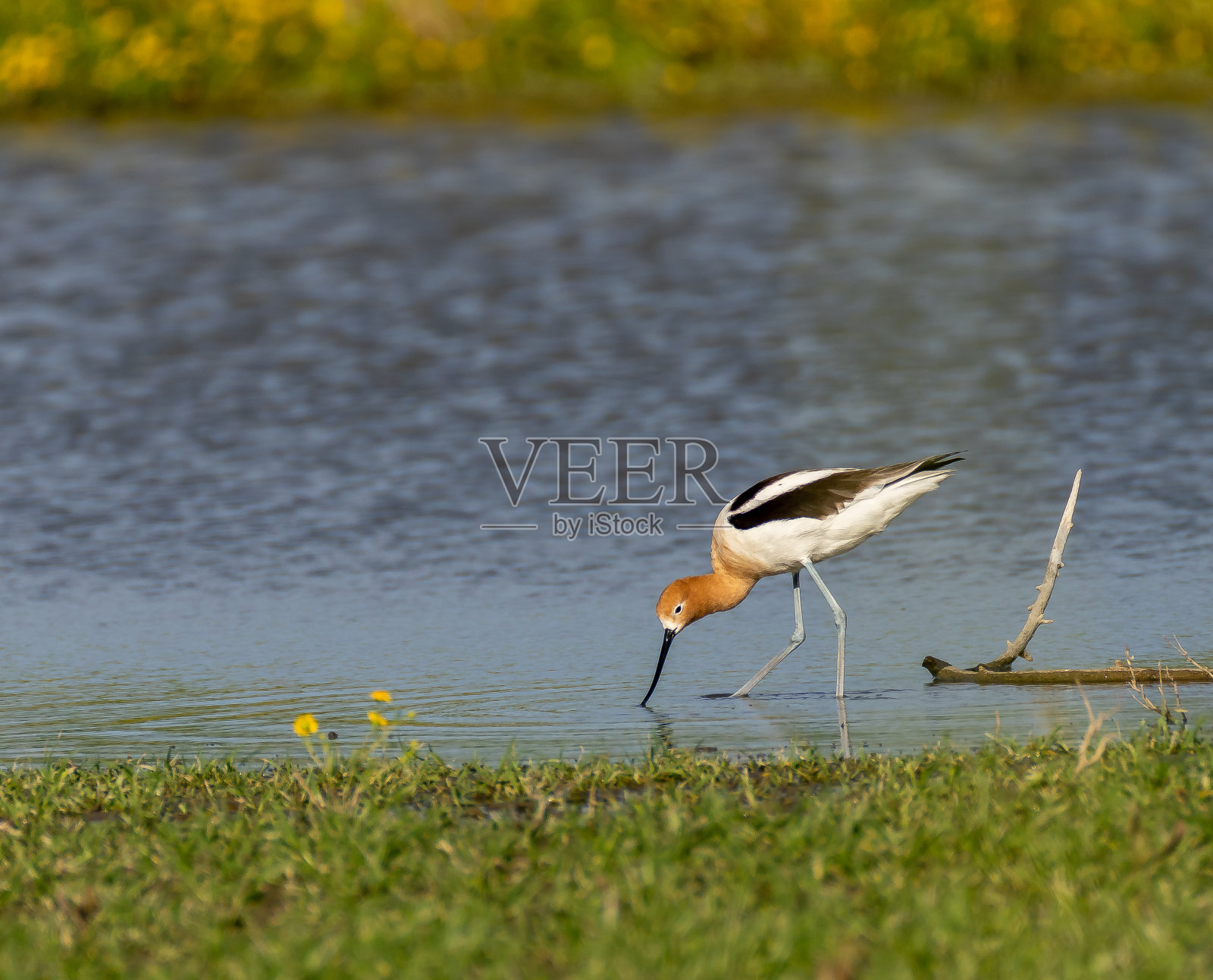 一个美国鳄梨照片摄影图片