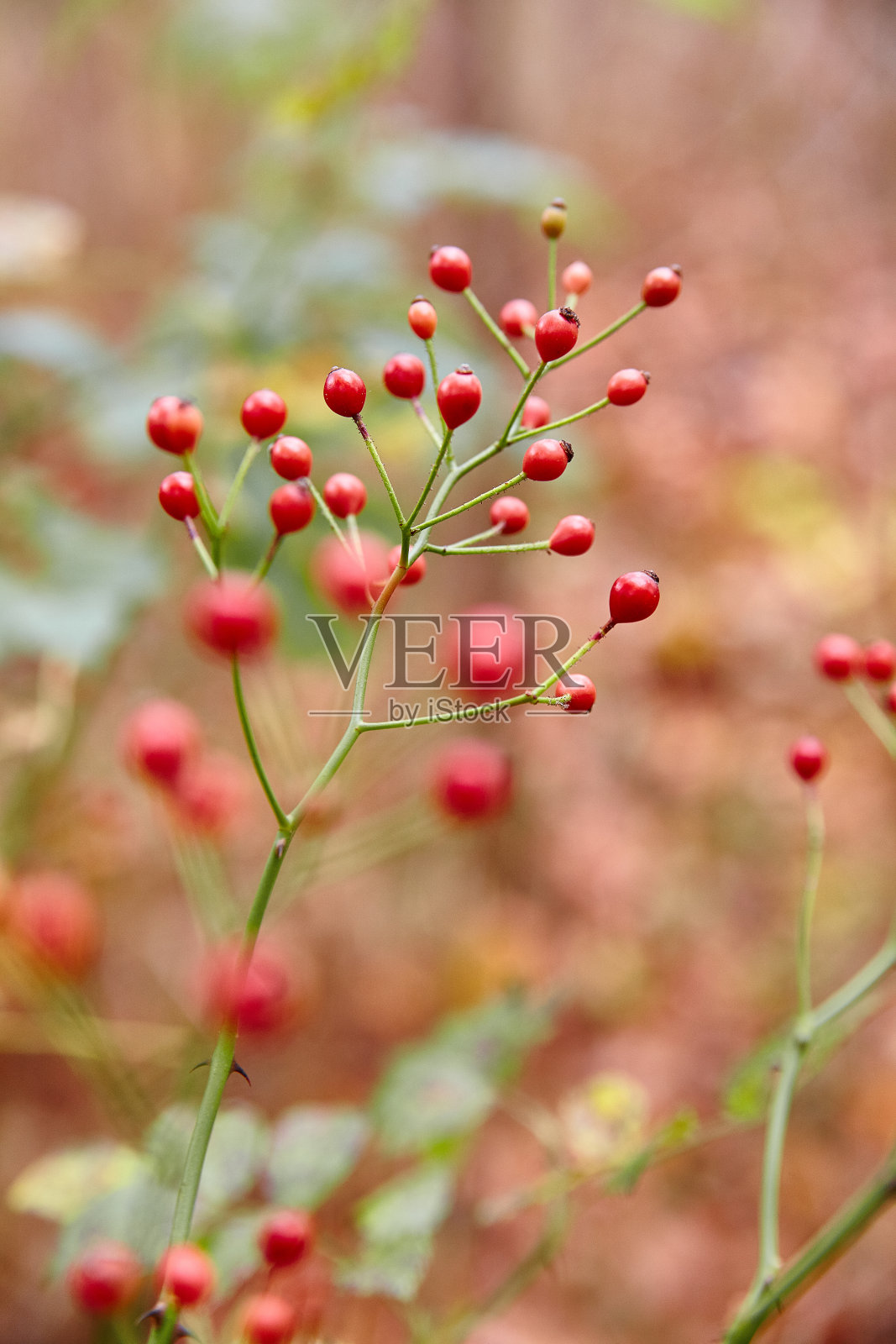 在秋天或秋天，一簇红色浆果的特写，前景模糊的浆果照片摄影图片