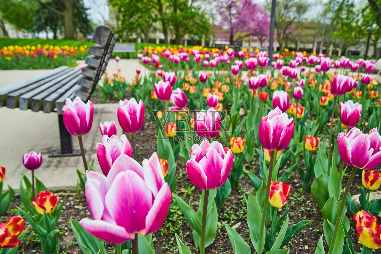 城市公园在春天的高峰期展示了一个五颜六色的郁金香花园照片摄影图片