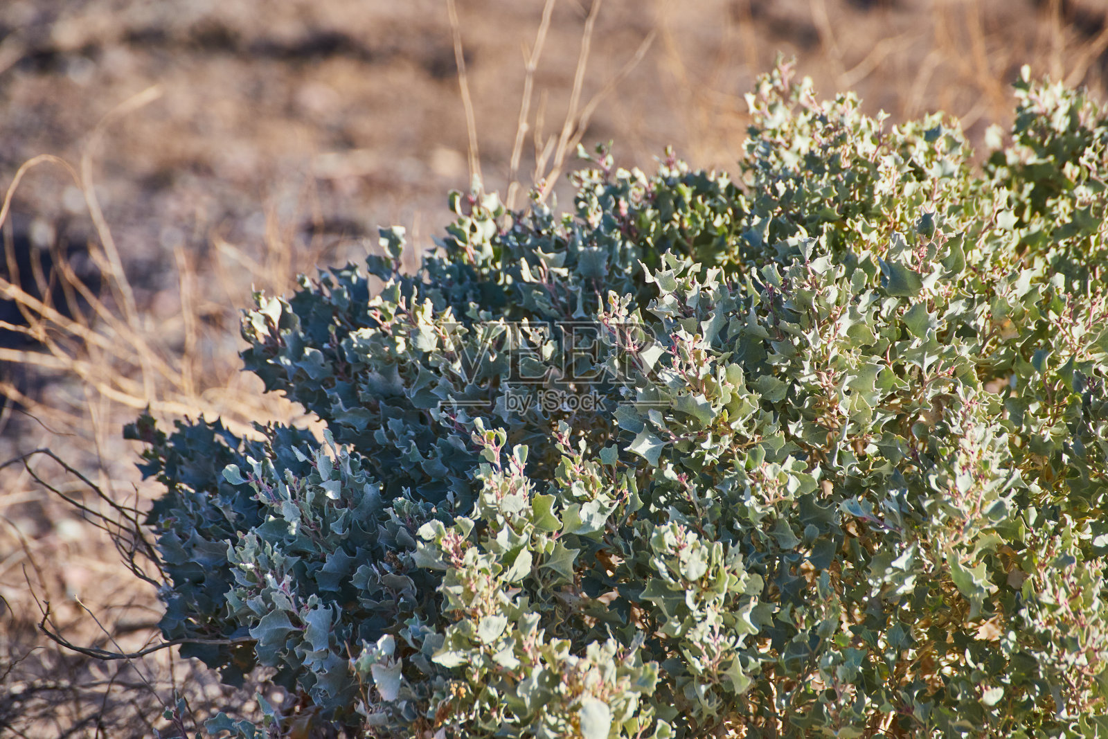 绿色沙漠灌木的细节照片摄影图片