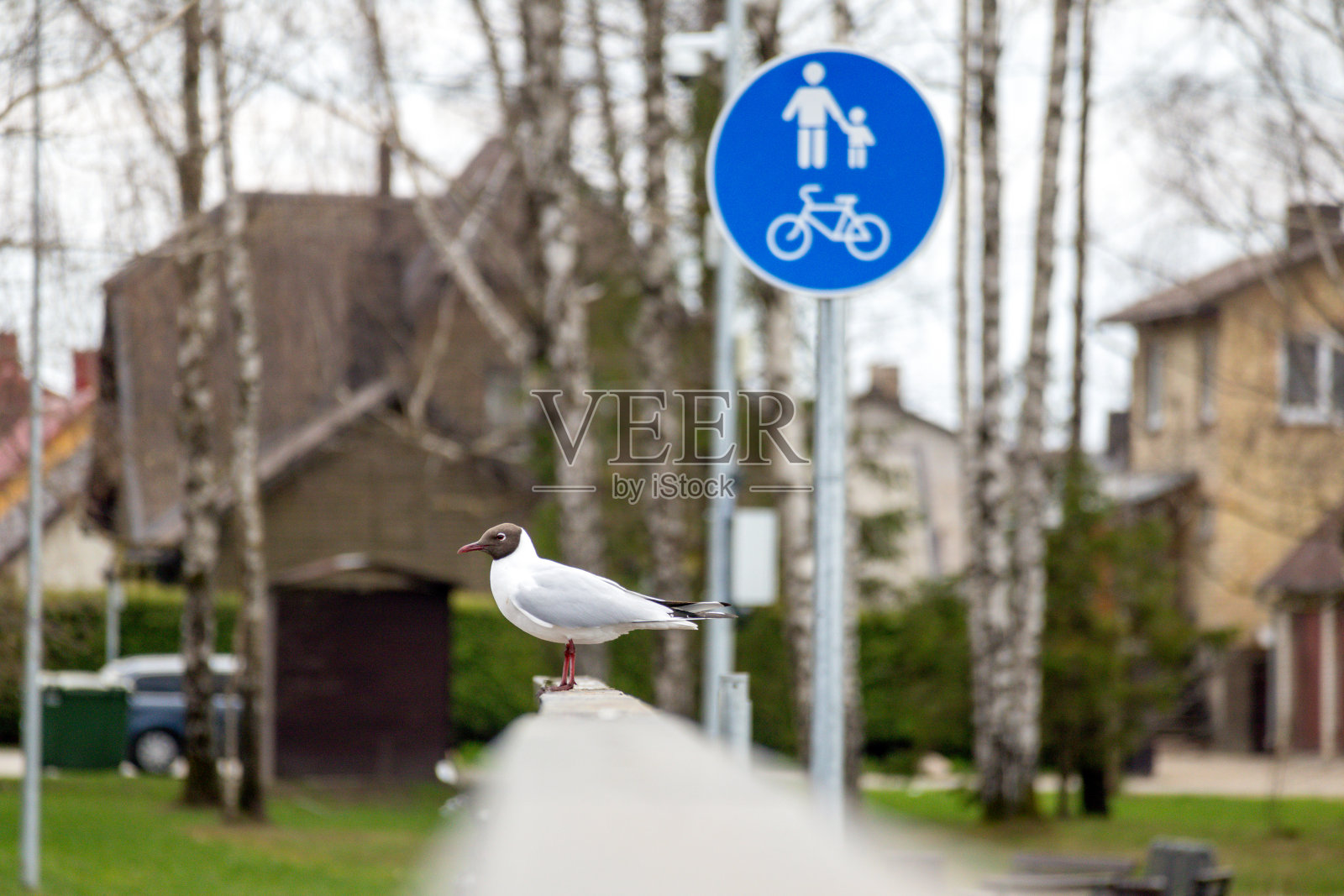一只海鸥站在“禁止停车”牌子旁边的栏杆上。照片摄影图片