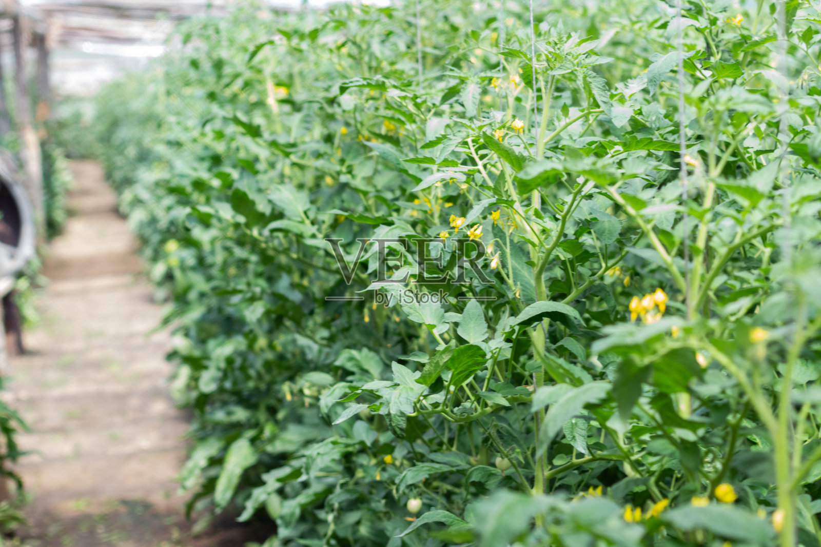 在温室里种西红柿。有机农业照片摄影图片