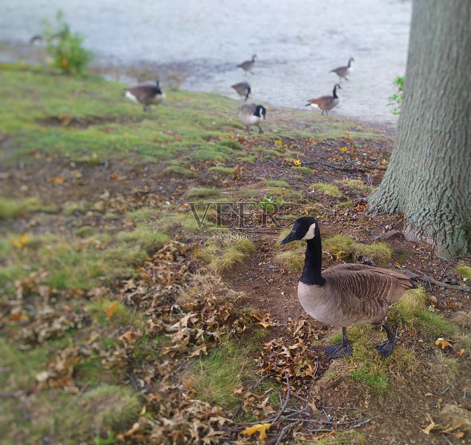鹅沿着泥土行走的特写，远离靠近海滩的鹅照片摄影图片