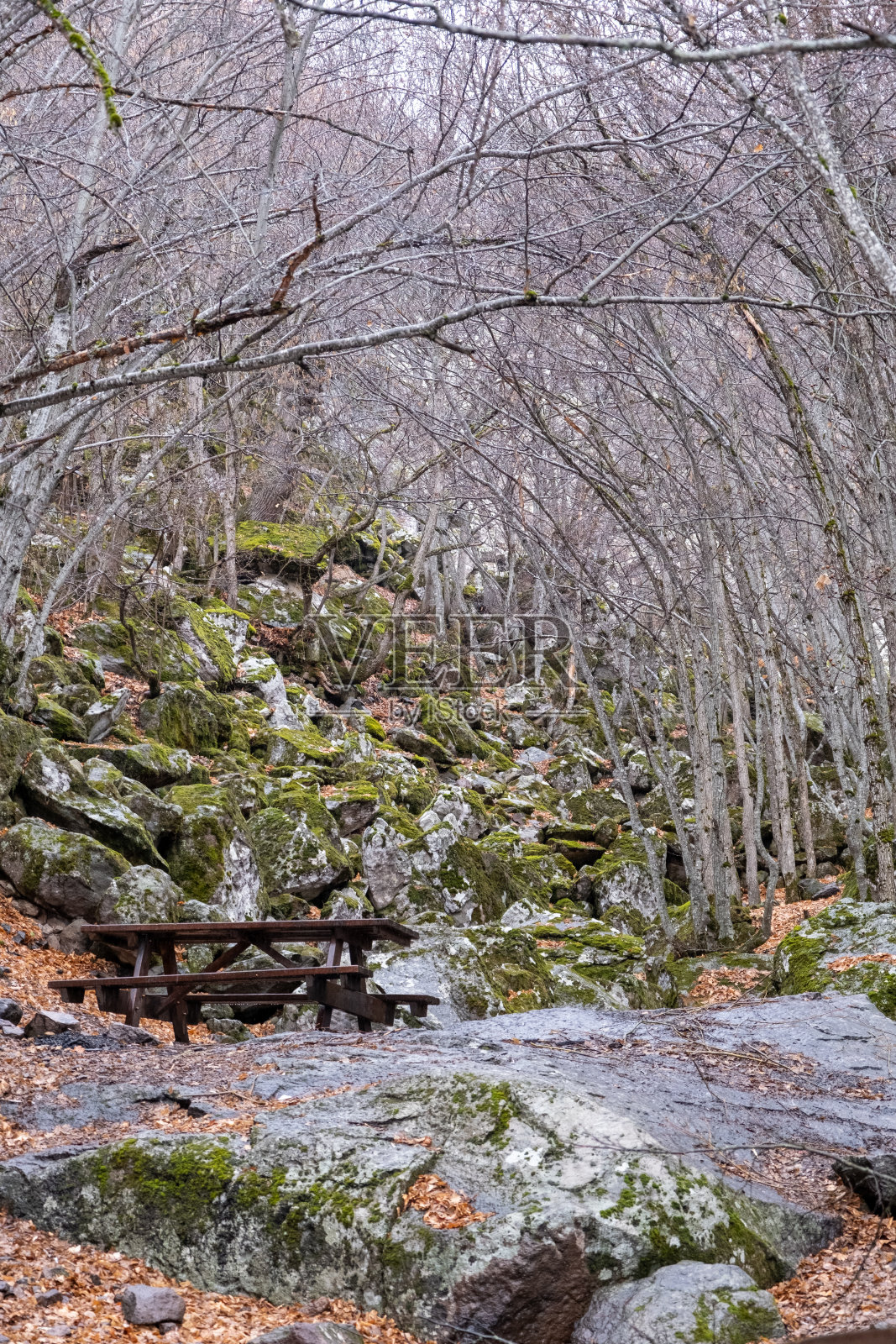 树林中的野餐长凳。照片摄影图片