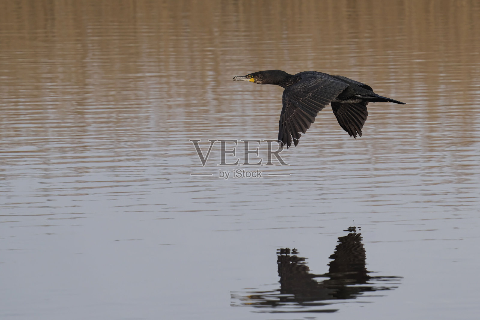 雄伟的鸬鹚在平静的水面上飞行，它的倒影在水面上照片摄影图片